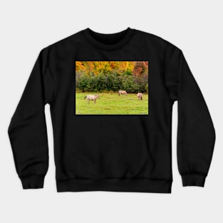 Horses Enjoying a Beautiful Autumn Day Crewneck Sweatshirt